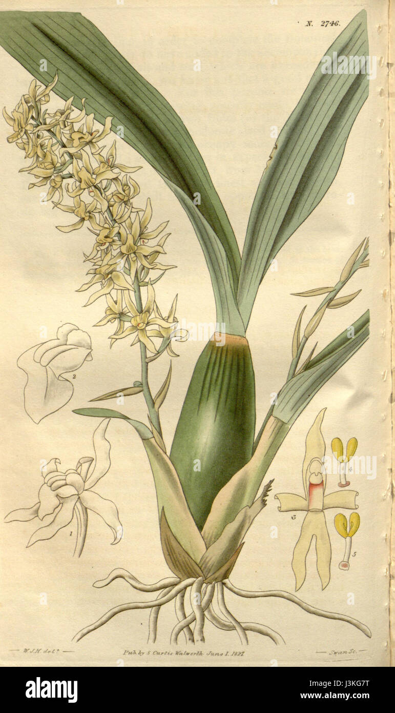 Une illustration de la série botanique de Curtis, représentant l'orchidée Gomesa foliosa, identifiée à l'origine comme Pleurothallis foliosa, mettant en évidence les caractéristiques distinctives de l'espèce. Banque D'Images