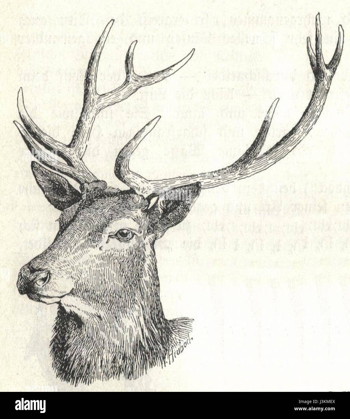 Cette tête de cerf rouge Heubach est un exemple de sculpture en porcelaine, créée par la fabrique Heubach, connue pour son artisanat de qualité dans la création de figurines animales réalistes. Banque D'Images