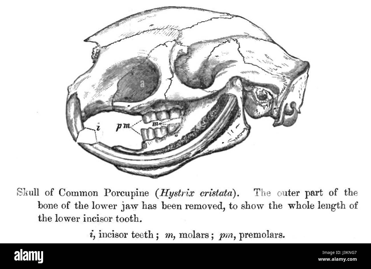 Le crâne hystrix fait référence aux restes fossiles ou squelettiques de l'hystrix, un genre de porc-épic. Le crâne donne un aperçu de l’anatomie et de l’évolution de l’animal. Banque D'Images