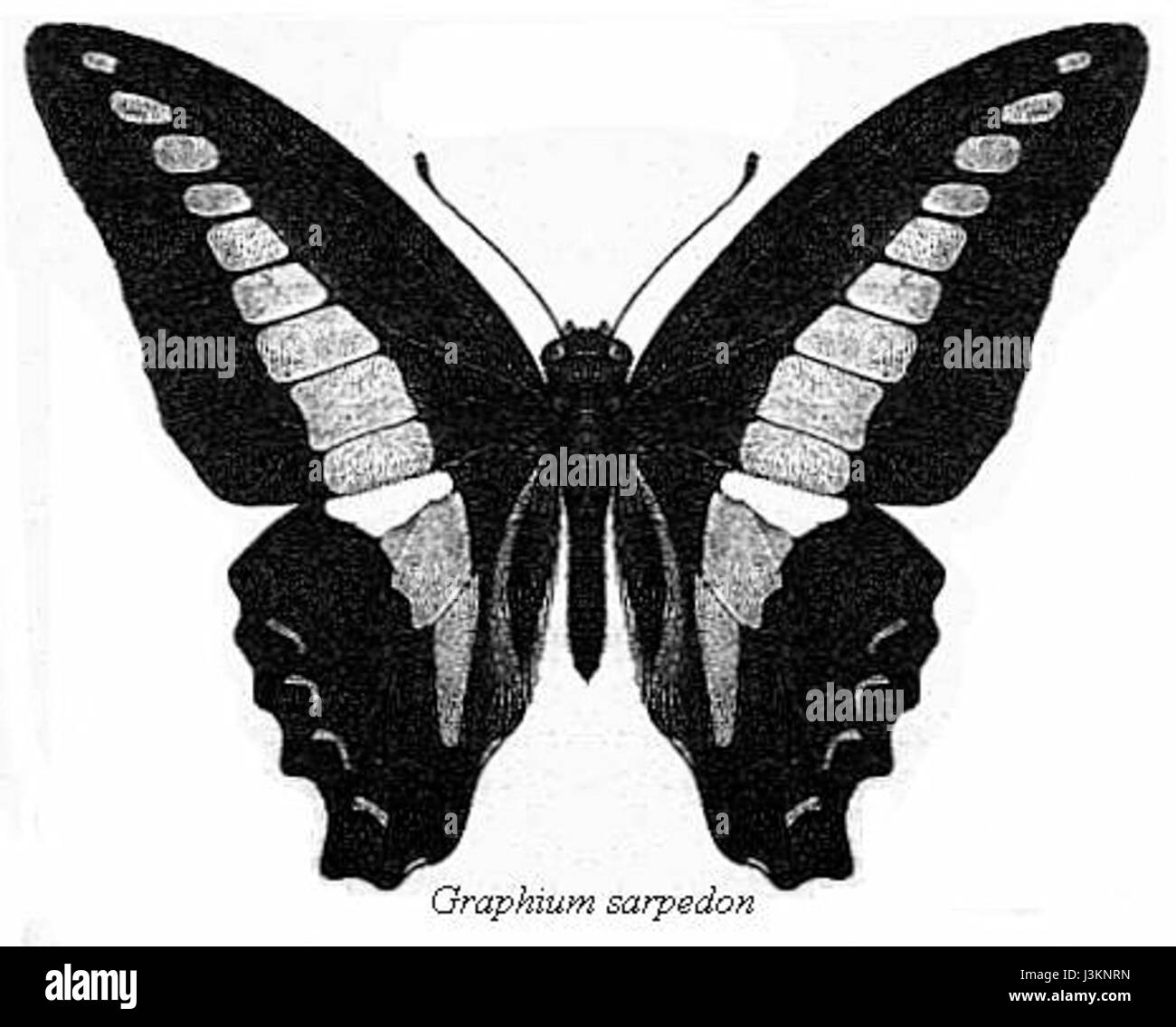 Illustration scientifique du Graphium sarpedon, communément connu sous le nom de papillon bleu commun, décrit par Charles Thomas Bingham. Banque D'Images