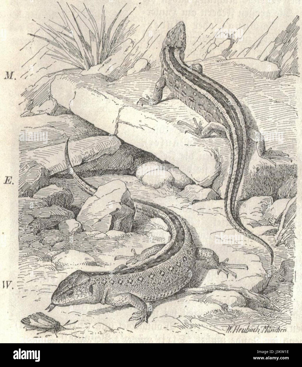 Le lézard de Heubach est une espèce de lézard originaire des milieux sablonneux en Europe. Ce modèle détaillé du lézard de sable capture ses caractéristiques naturalistes, souvent exposées dans les collections européennes de figurines animales et de sculptures. Banque D'Images