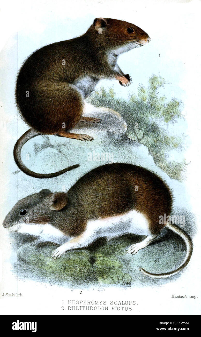 Hesperomys Rheithrodon, une espèce décrite par Smit, représente un genre spécifique au sein de la famille des rongeurs. L'espèce est étudiée pour son rôle dans la biodiversité et les systèmes écologiques. Banque D'Images