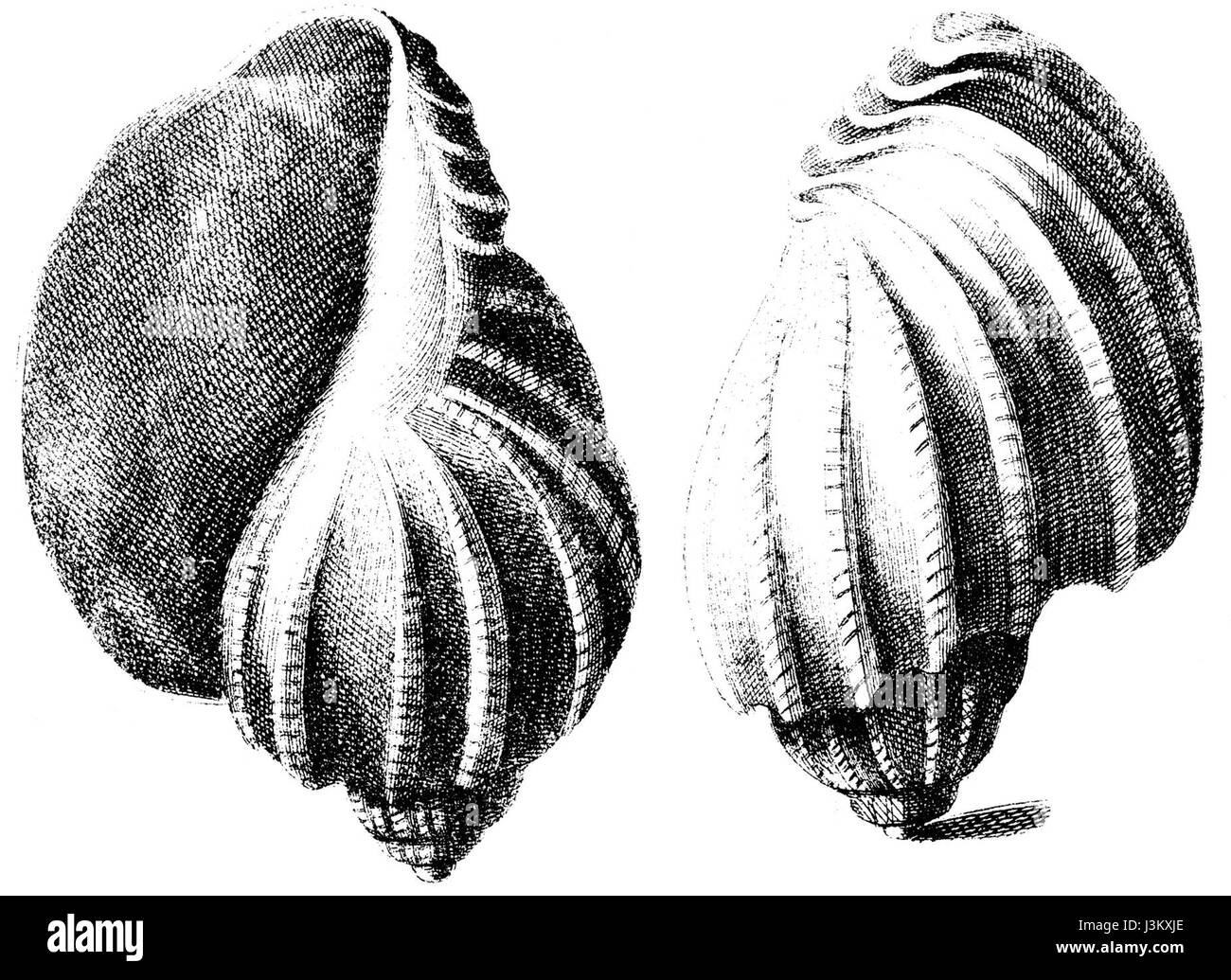 Un spécimen de Harpa harpa, une espèce d'escargot de mer, identifié et catalogué pour étude scientifique. L'espèce est reconnue pour sa coquille colorée et à motifs distinctifs, souvent trouvée dans les environnements marins tropicaux. Banque D'Images