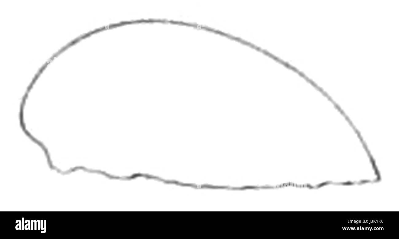 *Helcionopsis radiatum* est une espèce d’escargot de mer que l’on trouve dans les milieux marins. Il appartient à la famille des Fissurellidae et est connu pour son motif de coquille rayonnante distinct. Banque D'Images