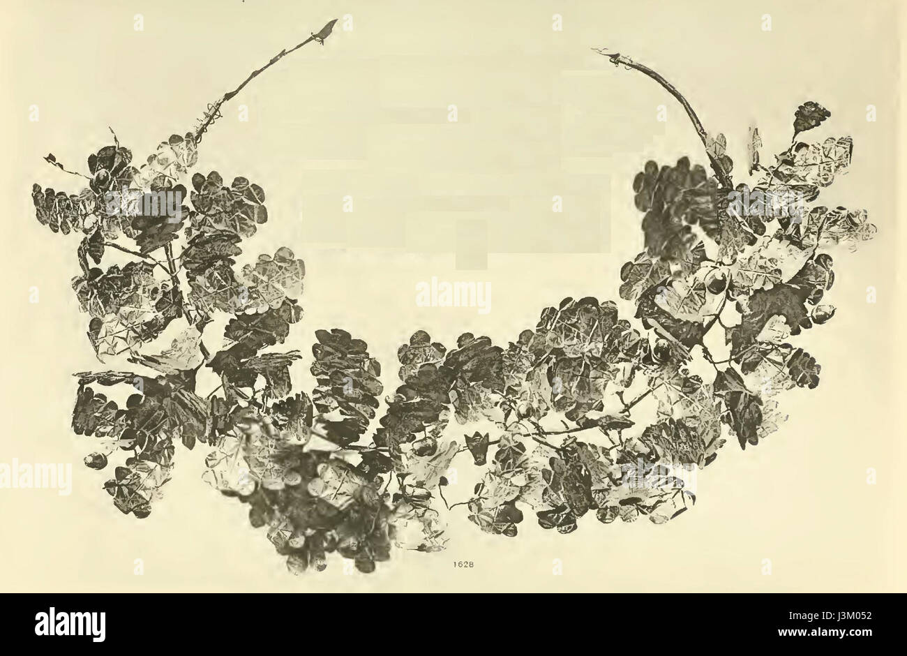 La couronne d'or, logée dans le British Museum, est un artefact archéologique important de la Grèce antique. Cette pièce ornée, datant de la période classique, illustre l'artisanat complexe et les pratiques culturelles des Grecs antiques. Banque D'Images