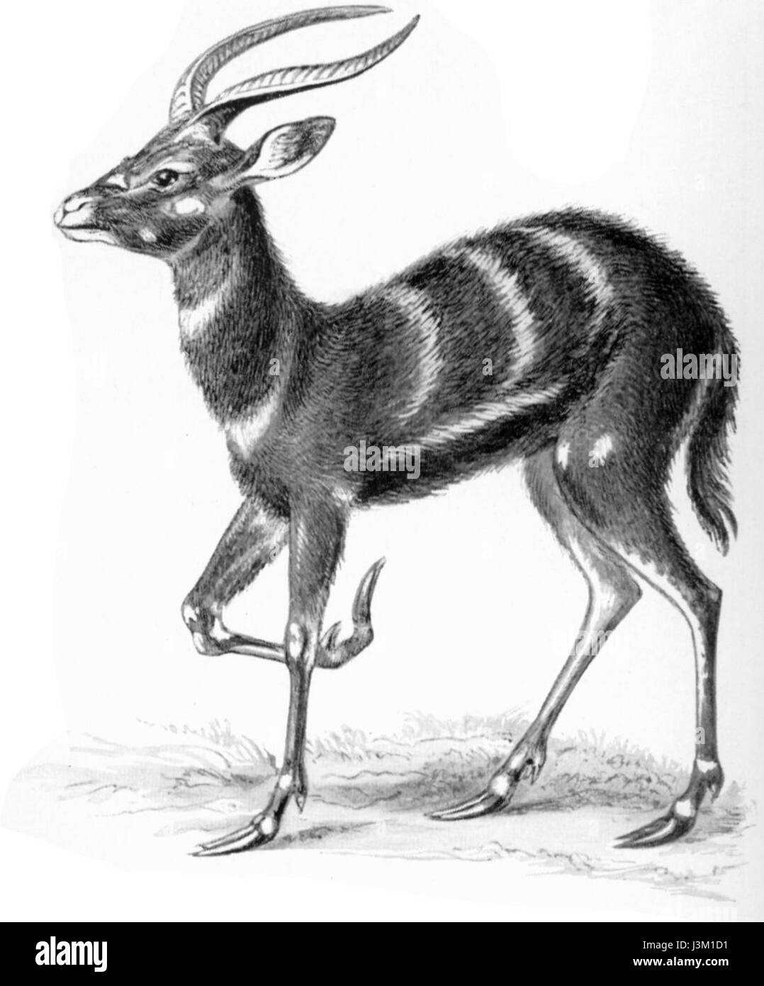 L'Antilopina Sitatunga, une espèce d'antilope, est un mammifère aquatique présent dans les zones humides d'Afrique centrale. Connue pour sa capacité à naviguer sur un terrain marécageux, elle est une espèce importante dans l'écosystème. Banque D'Images