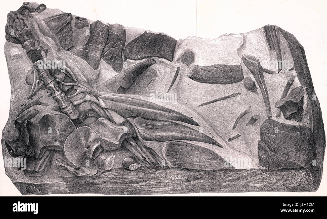 L'illustration d'Hylaeosaurus, une espèce de dinosaure, met en évidence les caractéristiques clés de l'espèce. Hylaeosaurus était un dinosaure herbivore du Crétacé supérieur, connu pour ses caractéristiques distinctives dans les études paléontologiques. Banque D'Images