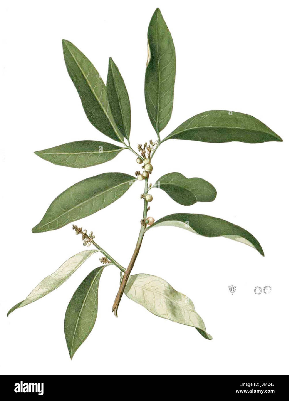 Glycosmis pentaphylla Blanco1.137 cropped Banque D'Images
