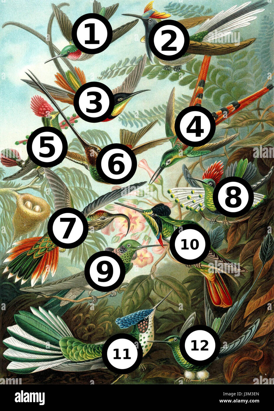 La représentation de Haeckel des Trochilidae, une famille de colibris, met en évidence des espèces avec de grandes taches distinctes, mettant en valeur les détails vibrants et complexes de ces oiseaux dans son style artistique. Banque D'Images