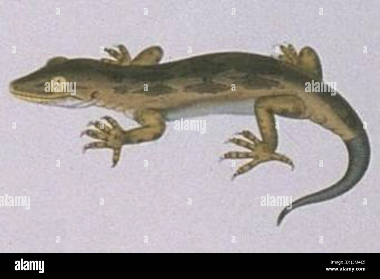 Hoplodactylus pomarii, également connu sous le nom de gecko de l'île du Sud, est une espèce de gecko originaire de Nouvelle-Zélande, connue pour son aspect distinctif et son rôle dans l'écosystème local en tant qu'insectivore. Banque D'Images