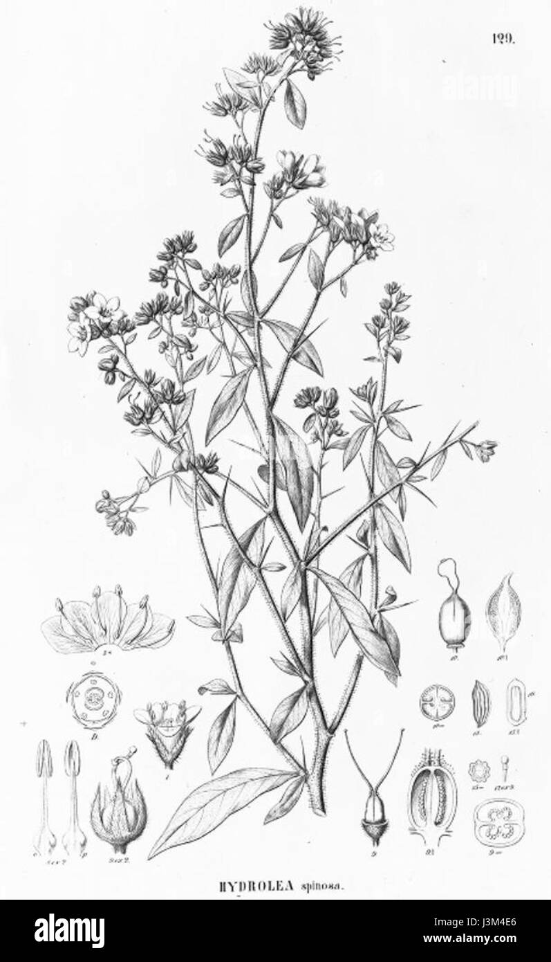 Hydrolea spinosa est une espèce de plante aquatique présente dans diverses régions humides. Connue pour ses feuilles épineuses, elle prospère dans les eaux peu profondes et joue un rôle dans l’écosystème aquatique local. Banque D'Images