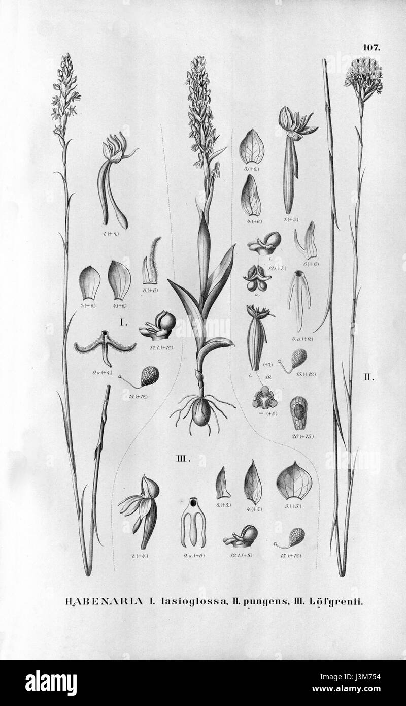 Cette référence botanique énumère les espèces Habenaria mystacina, H. lasioglossa, H. pungens, et H. brevidens, décrivant leurs caractéristiques, habitats et classification au sein de la famille des Orchidaceae. Banque D'Images