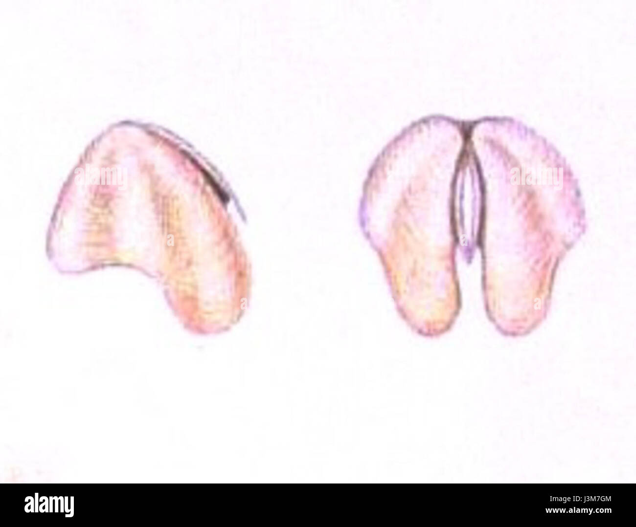 Glaucus atlanticus, communément appelé limace bleue, est un mollusque gastéropode marin. Cette illustration de 1852 représente ses mâchoires et son comportement d'alimentation unique. Banque D'Images