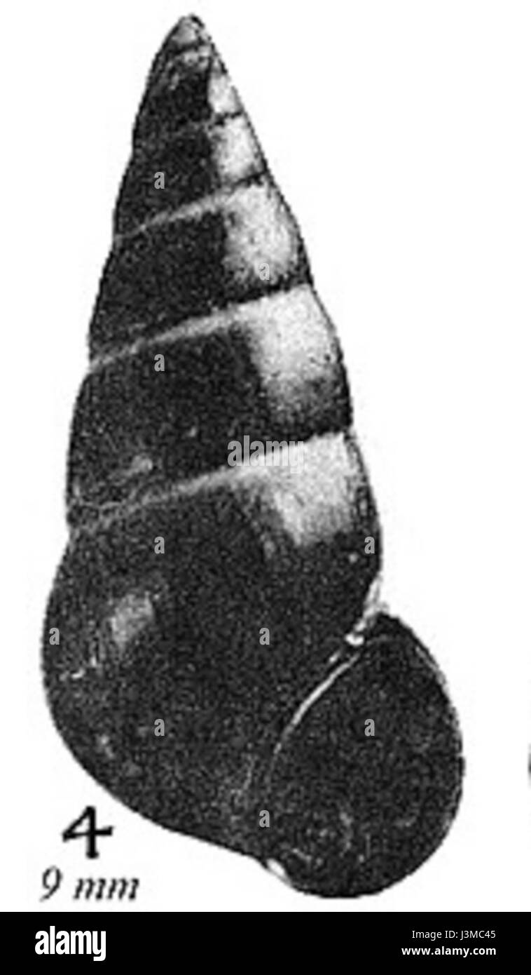 Hydrobiaventrosa désigne un genre de plantes ou une classification biologique connexe dans le domaine de la botanique, potentiellement liée à des espèces aquatiques ou semi-aquatiques. Banque D'Images