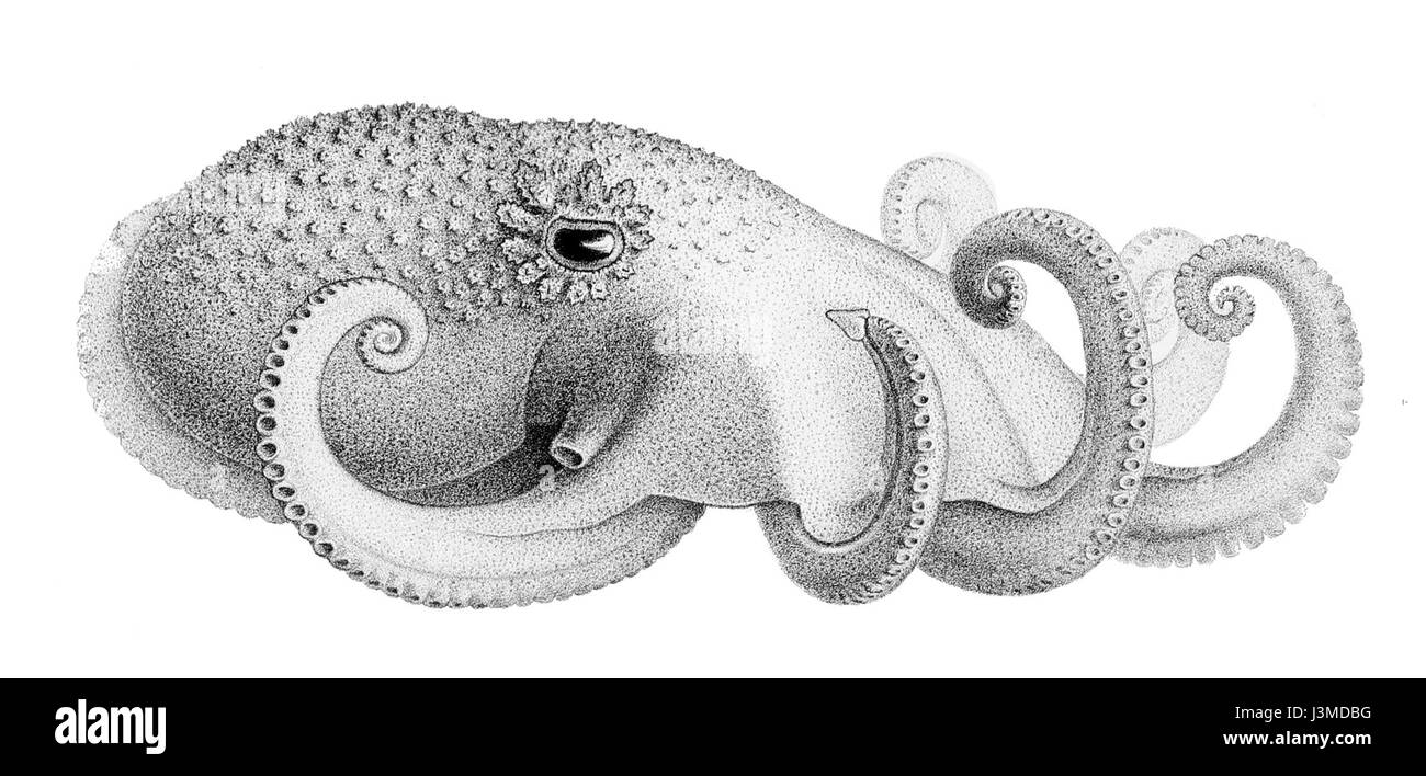 Graneledone verrucosa Emerton 1881 désigne une espèce d'organisme marin, identifiée par le biologiste Emerton en 1881. Elle est probablement liée à des études en biologie marine ou en taxonomie. Banque D'Images