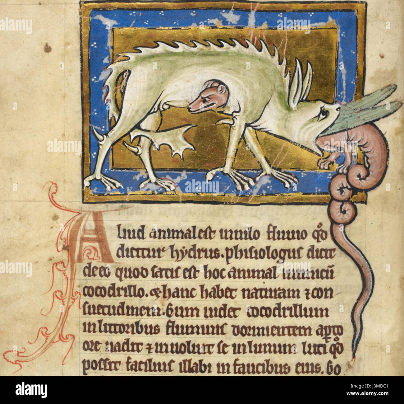 Hydrus royal MS125 est un manuscrit présentant des connaissances astronomiques et royales, détaillant probablement les événements célestes, les activités de la cour royale, ou les deux. Ce manuscrit est important pour comprendre le patronage royal de l'astronomie et le développement des connaissances scientifiques à son époque. Banque D'Images