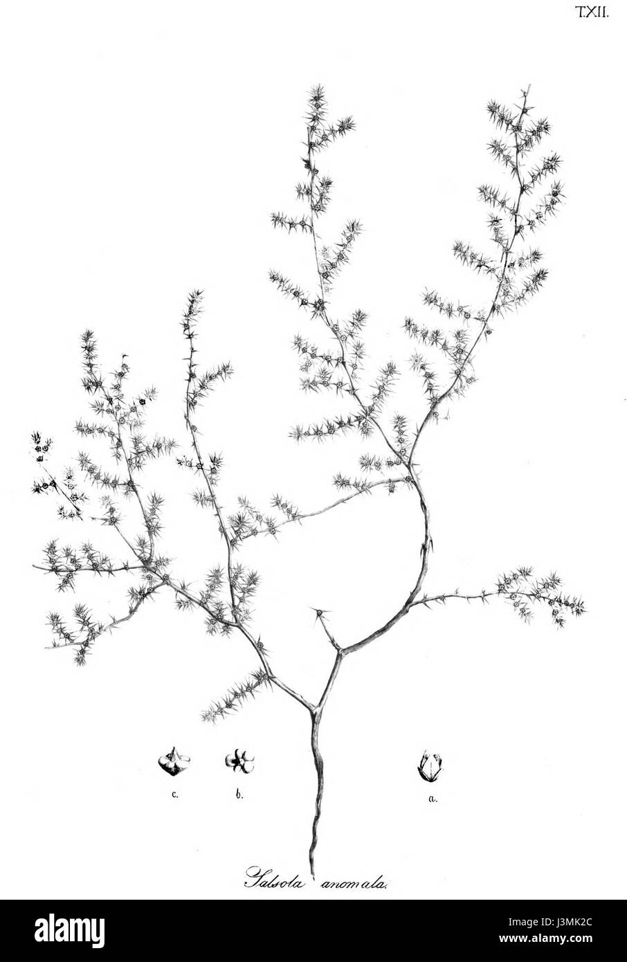 Horaninovia anomala, précédemment classée Salsola anomala, est une espèce végétale de la famille des Amaranthaceae. On le trouve dans diverses régions d'Europe et d'Asie, souvent dans des environnements arides et semi-arides. La plante est connue pour son adaptation aux climats difficiles et aux types de sols. Banque D'Images