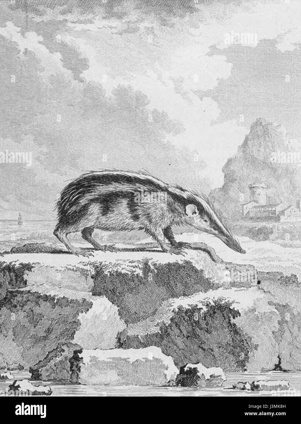 H semispinosus Buffon 1776 Banque D'Images