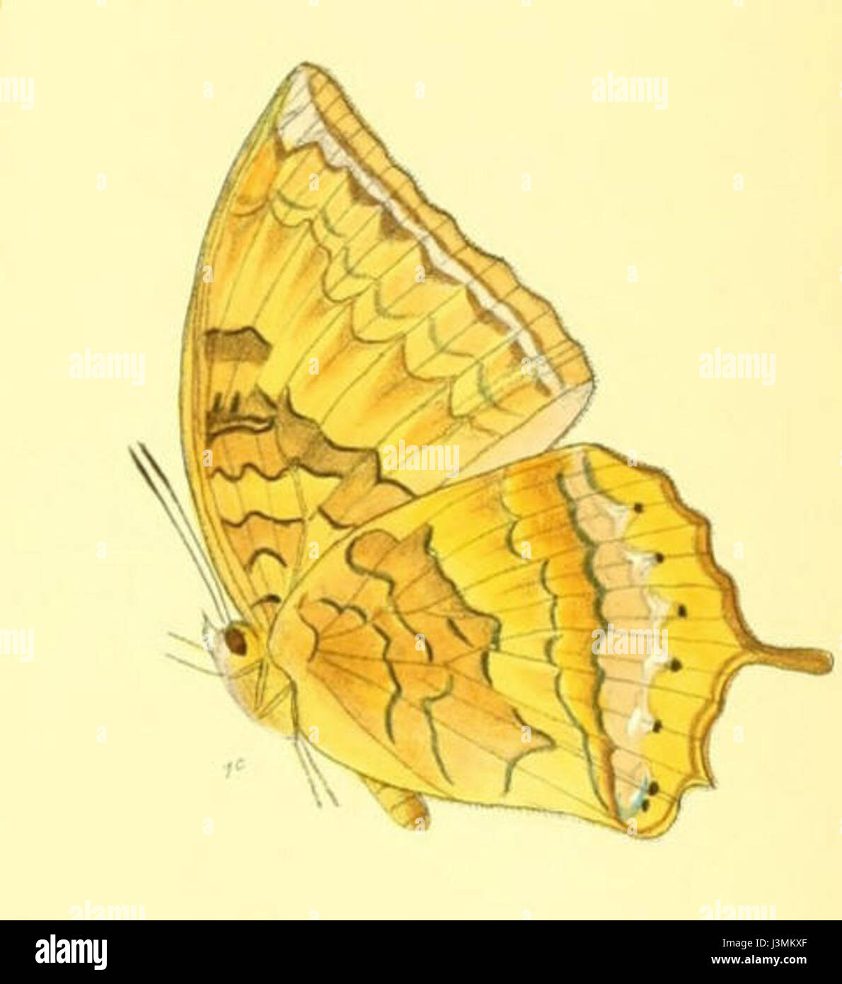 HaridraMarmax170 1c se réfère à une œuvre historique ou artistique spécifique liée au terme « Haridra ». Il est associé à des textes anciens ou des œuvres d'art, apportant une valeur culturelle ou symbolique. Banque D'Images