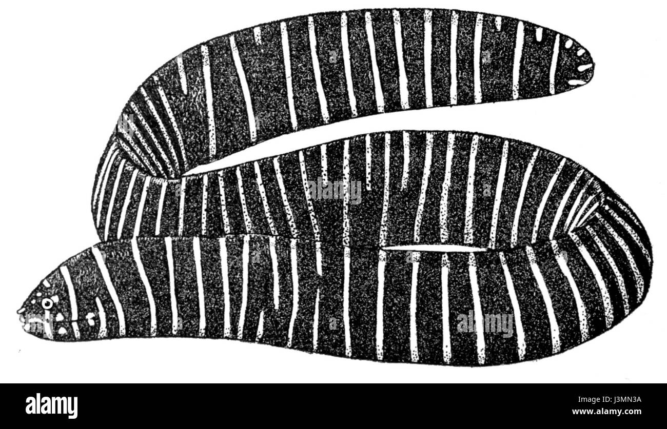 Gymnomuraenazebra Banque D'Images