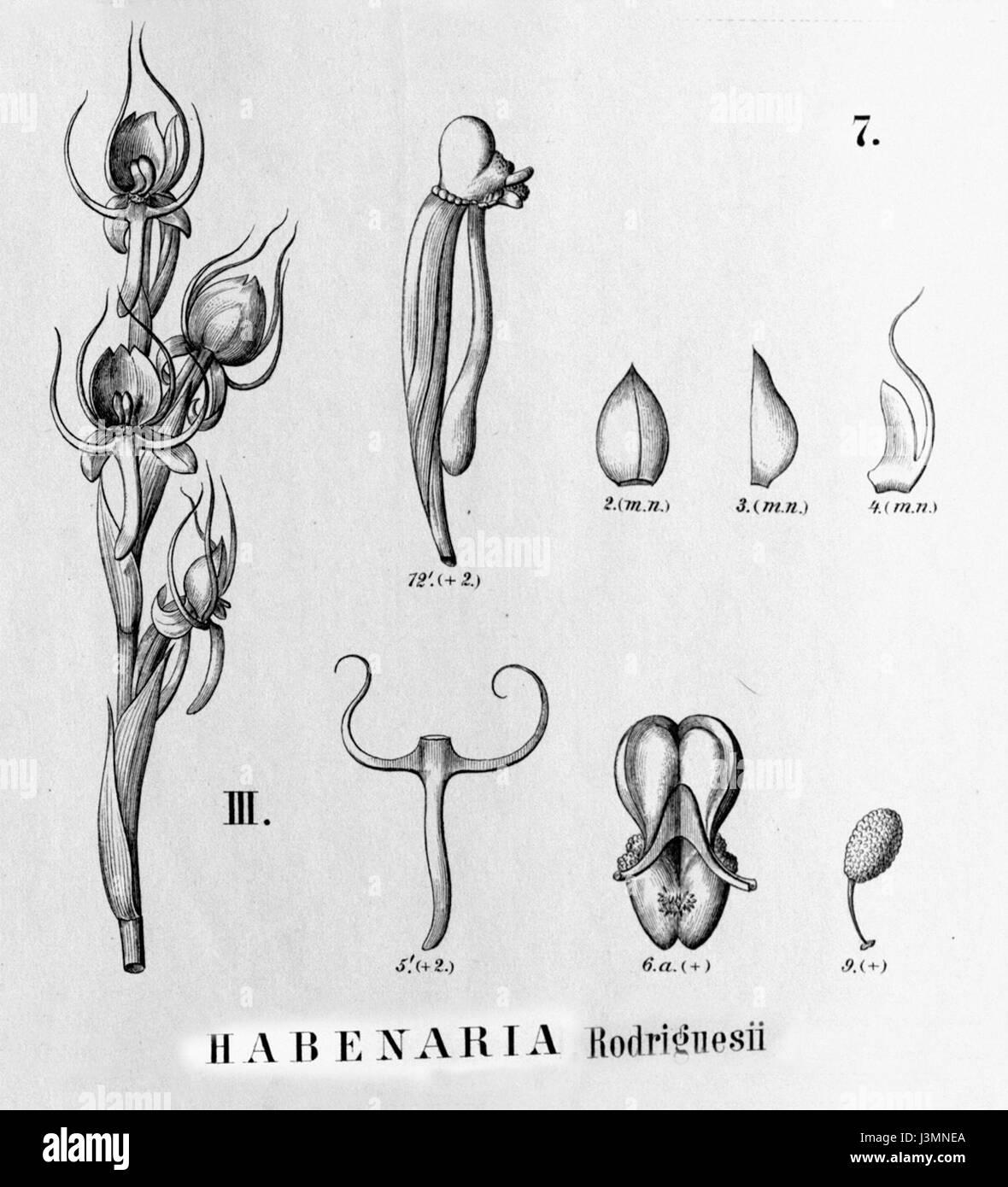 Habenaria rodriguesii est une espèce d'orchidée documentée dans la Flora brasiliensis. Cette illustration particulière, extraite du volume 3, figure III, de l’ouvrage, met en valeur les caractéristiques distinctes de la plante, originaire du Brésil. Le dessin met en évidence ses caractéristiques botaniques et sa classification. Banque D'Images