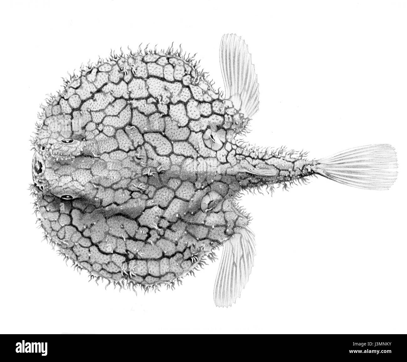 Halieutaea retifera Banque D'Images