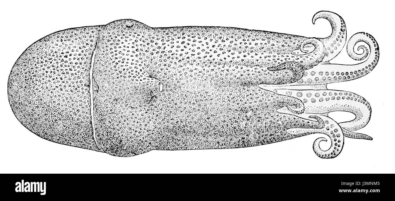 Haliphron atlanticus, communément appelé poulpe de verre, est une espèce d'eau profonde connue pour son corps transparent, que l'on trouve dans l'océan Atlantique. Banque D'Images