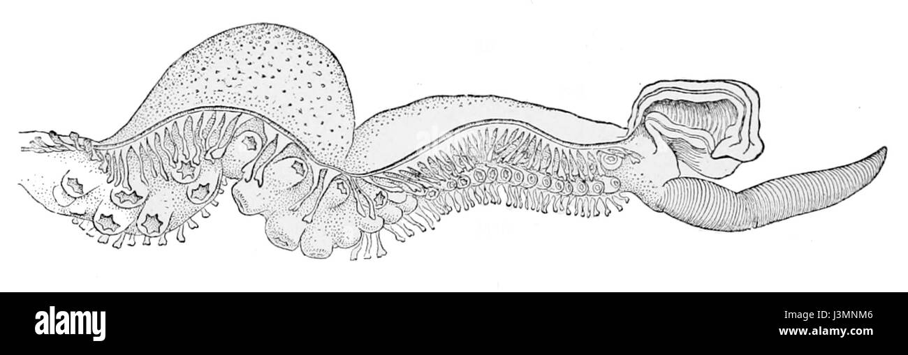 Haliphron atlanticus hectocotyle Banque D'Images