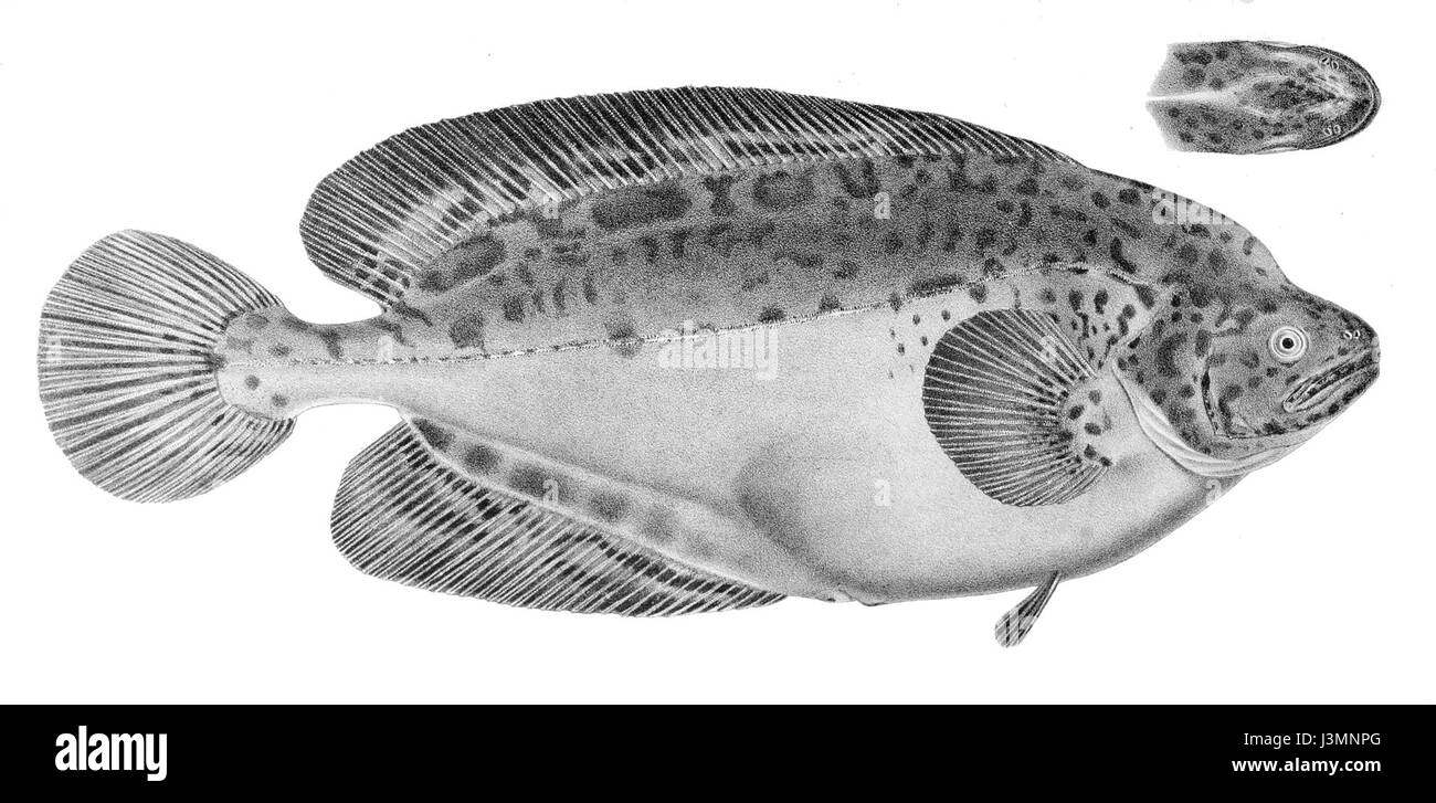 Icosteus aenigmaticus est une espèce de poisson connue pour ses caractéristiques inhabituelles. Cette image représente l'anatomie distincte de l'espèce, contribuant à son étude scientifique et à sa classification. Banque D'Images