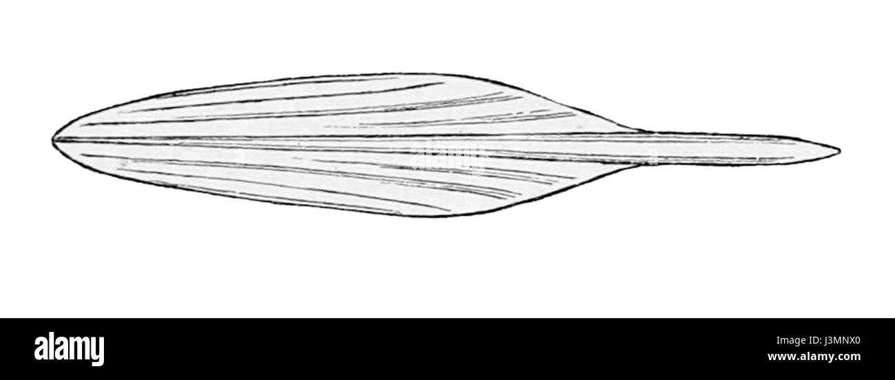 Histioteuthis reversa, communément appelé calmar à queue d'épée inversée, est une espèce de calmar connue pour sa forme corporelle unique et son habitat en haute mer. Banque D'Images