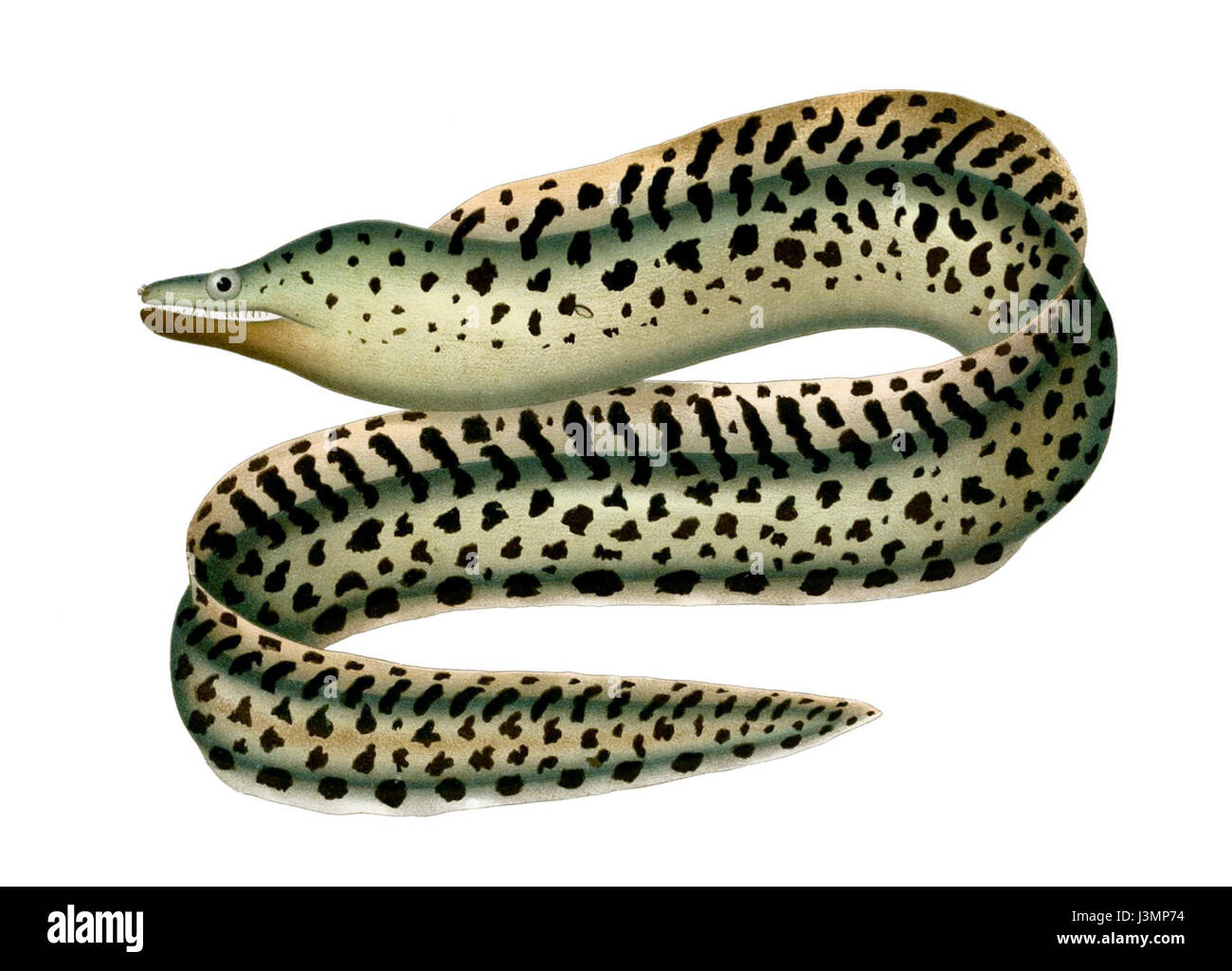 Gymnothorax afer est une espèce de moraie présente dans la région Indo-Pacifique. Cette anguille est connue pour son corps allongé et ses dents acérées, habitant souvent des crevasses rocheuses et des récifs coralliens, où elle joue un rôle dans l’écosystème marin. Banque D'Images
