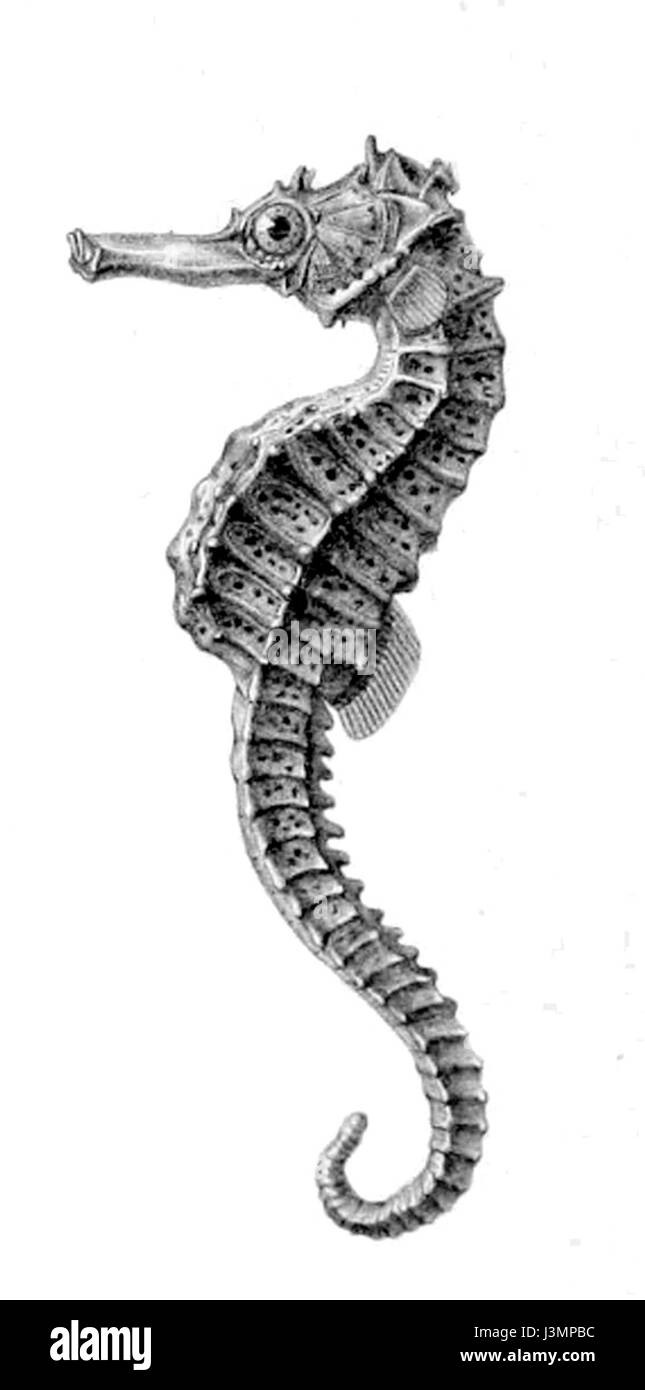 Hippocampe borboniensis Banque D'Images