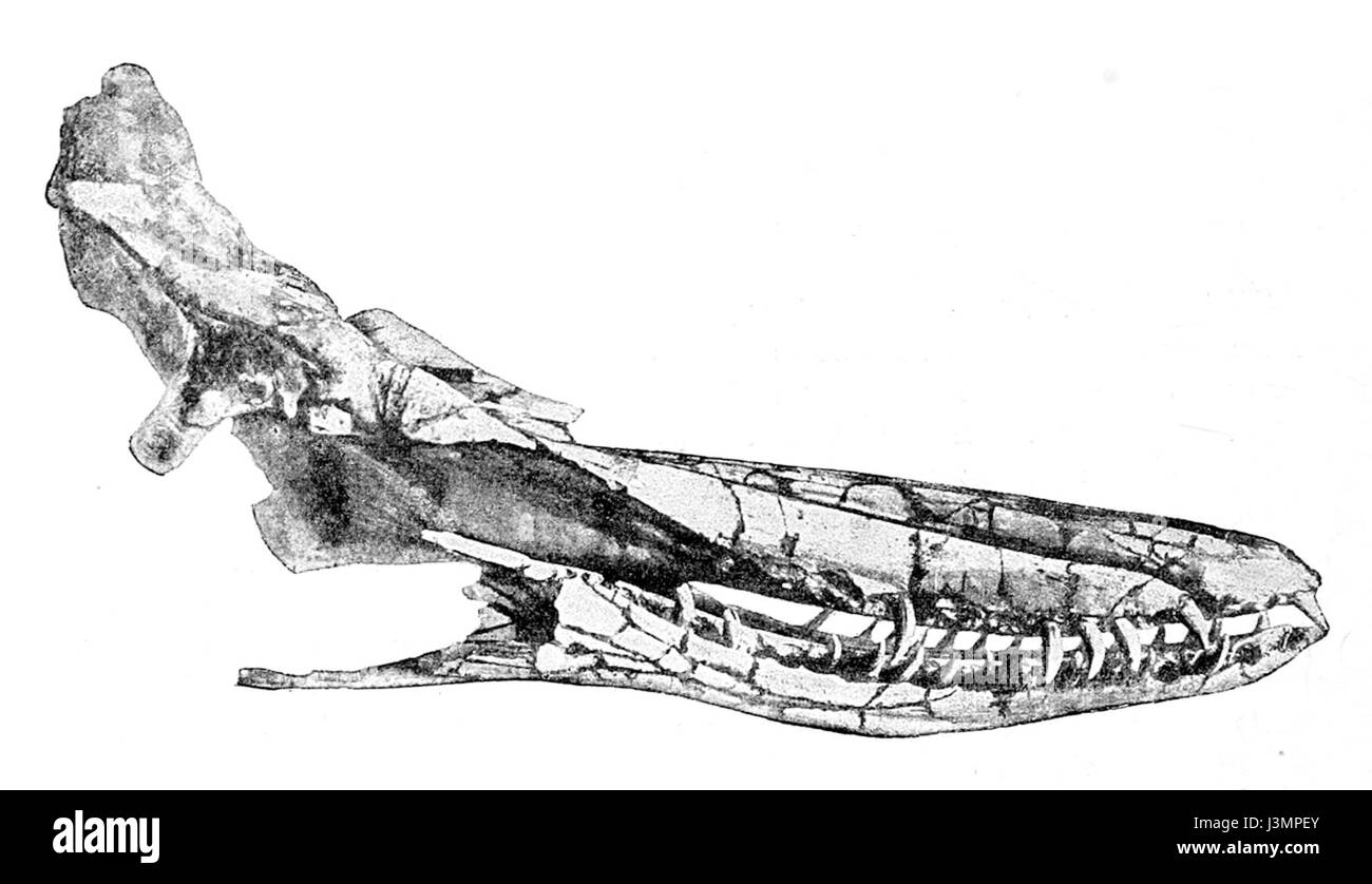 Idiorophus patagonicus est une espèce de poisson originaire des eaux au large des côtes de Patagonie, connue pour son importance écologique dans la biodiversité marine. L’espèce joue un rôle dans l’écosystème local et a été étudiée pour ses adaptations aux eaux australes. Banque D'Images