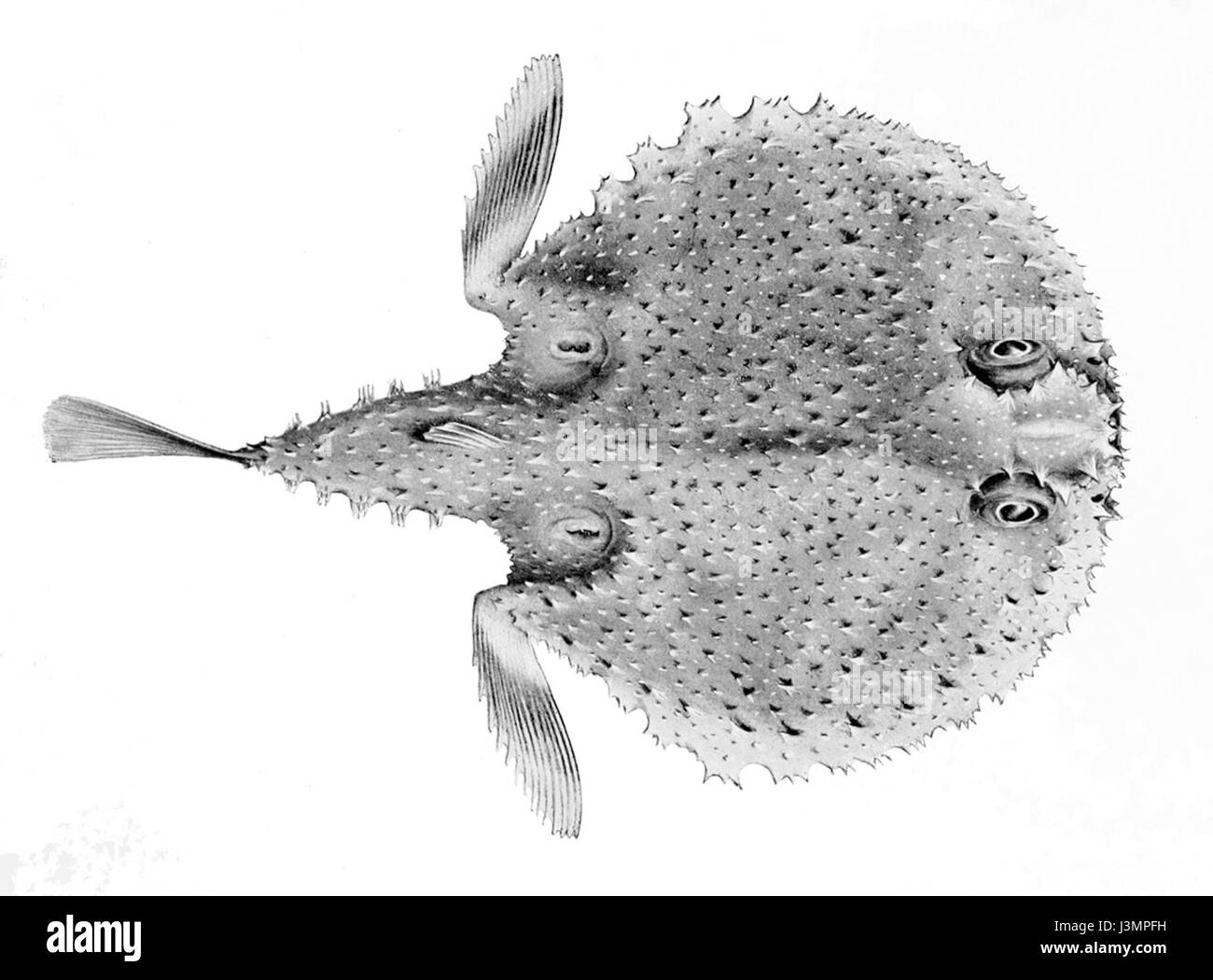 Halieutaea brevicauda est une espèce de poisson de la famille des Scorpaenidae, caractérisée par ses caractéristiques uniques et ses préférences en matière d'habitat, que l'on trouve principalement dans les milieux marins. Banque D'Images