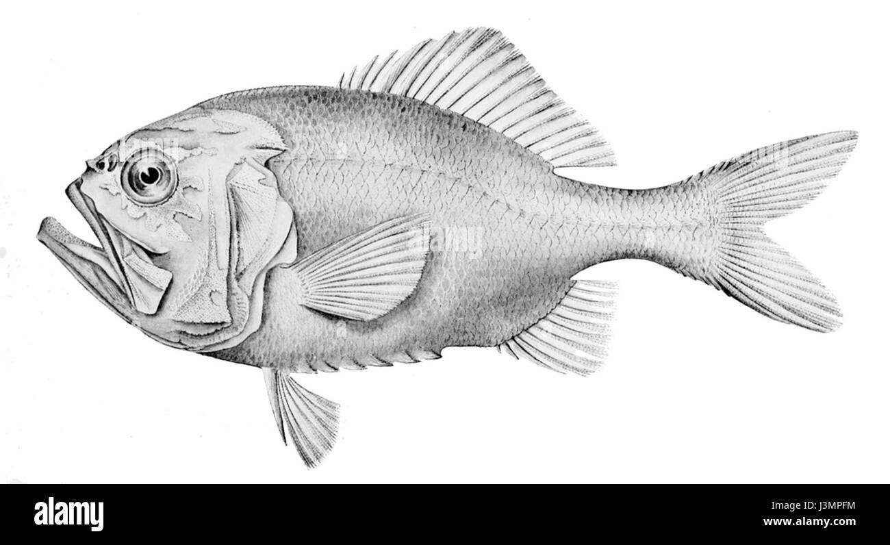 *Hoplostethus gigas*, également connu sous le nom de sébaste géant, est un poisson de haute mer trouvé dans l'océan Atlantique. Connue pour sa couleur rouge éclatante, c'est une espèce qui prospère dans les eaux froides et profondes de l'océan. Banque D'Images