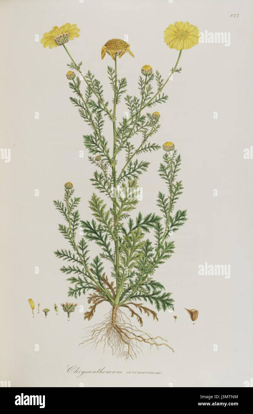 Ce titre fait référence au nom scientifique Glebionis coronaria, communément connu sous le nom de Marguerite de la couronne ou chrysanthème de guirlande. Cette plante est originaire d'Asie et est souvent utilisée dans le jardinage ornemental et les pratiques culinaires, en particulier en Asie de l'est. Banque D'Images