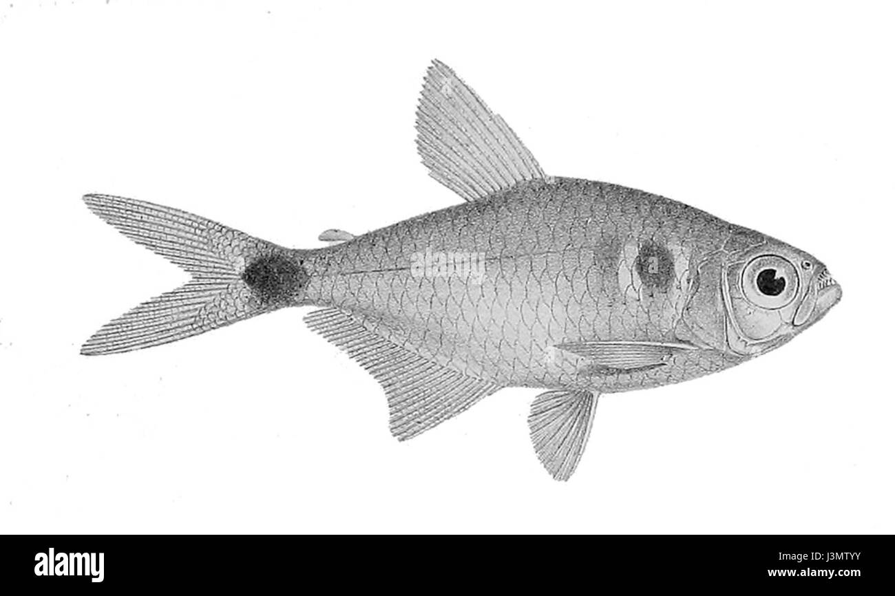 Hemigrammus ocellifer est une espèce de petit poisson originaire du bassin de la rivière Amazone. Connue pour ses marques distinctives, cette espèce est populaire dans le commerce des aquariums et sert d'exemple de biodiversité amazonienne. Banque D'Images
