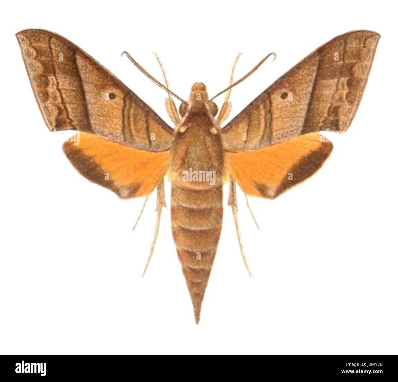 Gnathothlibus heliodes est une espèce de poisson décrite pour la première fois en 1895. Il est connu pour ses caractéristiques physiques uniques et son habitat dans les milieux d'eau douce. Banque D'Images