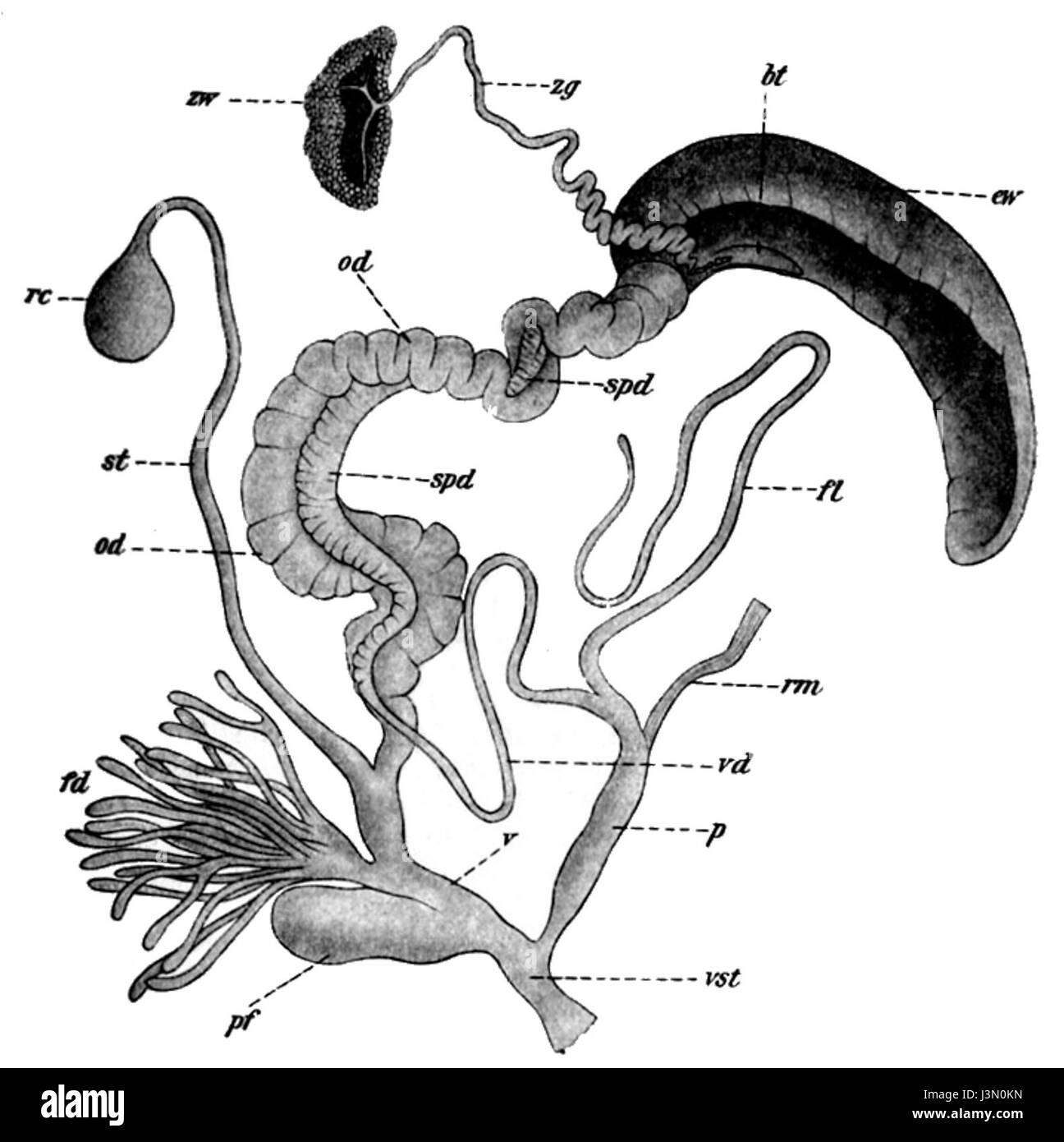 Helix pomatia système reproducteur Banque D'Images