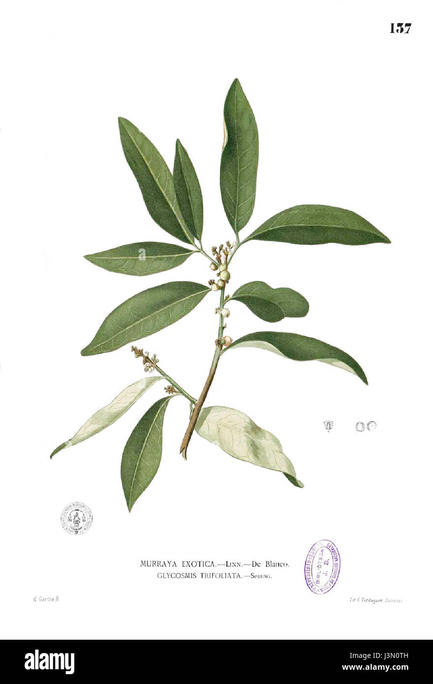 Glycosmis pentaphylla Blanco1.137 Banque D'Images