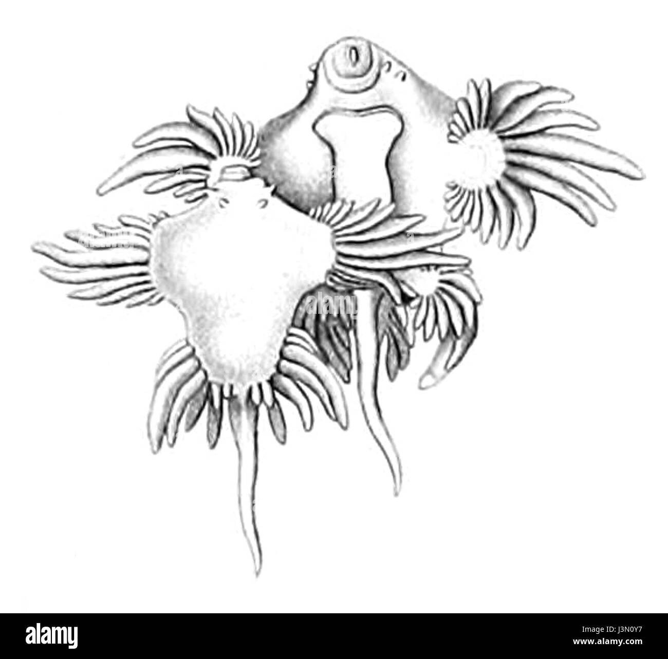 Cette illustration du travail de Bergh montre le comportement d'accouplement de Glaucus atlanticus, une espèce de gastéropode marin connue pour sa couleur bleue frappante et son aspect distinct. L'espèce se trouve dans les mers tropicales et tempérées. Banque D'Images