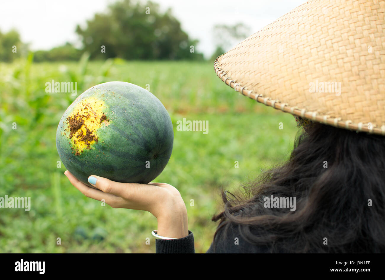 Female farmer holding freshly picked watermelon vue arrière Banque D'Images