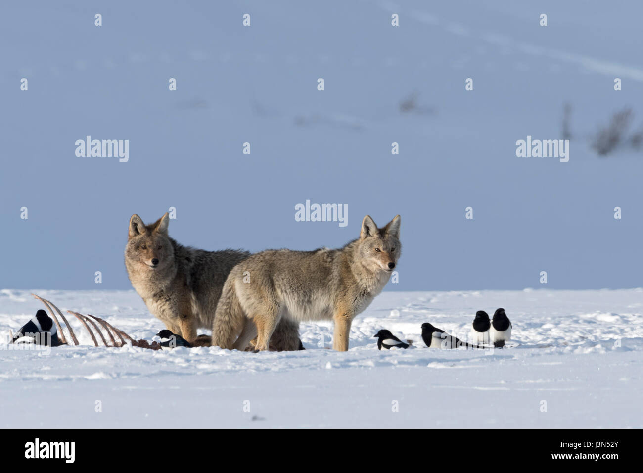 Les Coyotes (Canis latrans), en hiver, la neige, debout à côté d'une carcasse, avec quelques pies, Yellowstone National Park, Wyoming, USA. Banque D'Images