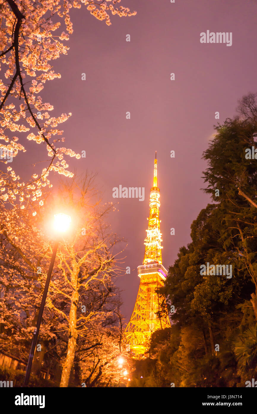 La tour de Tokyo avec sakura avant-plan au printemps à vue de nuit Tokyo Banque D'Images