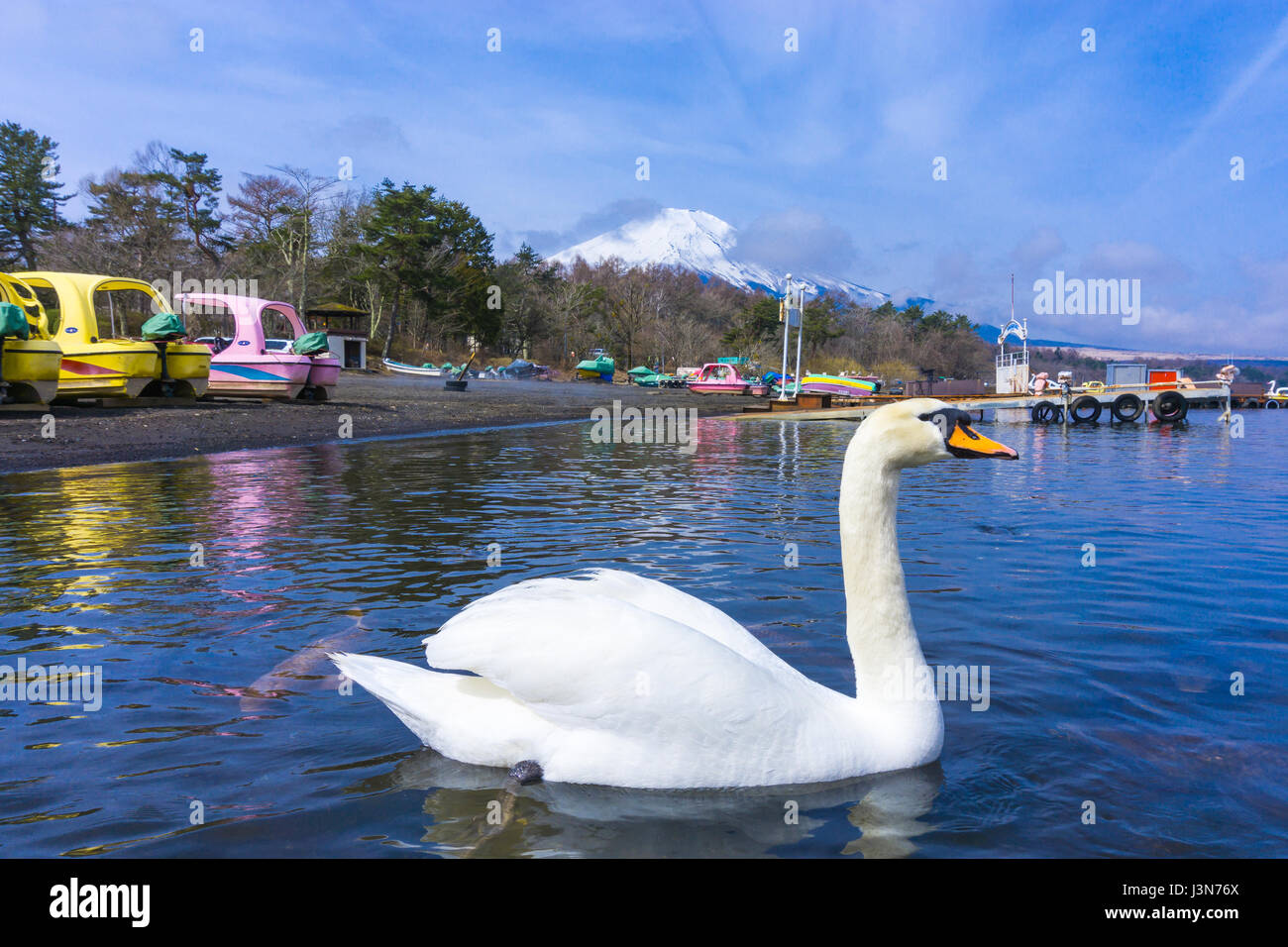 Le lac Yamanaka avec mont Fuji et swan d'arrière-plan Banque D'Images