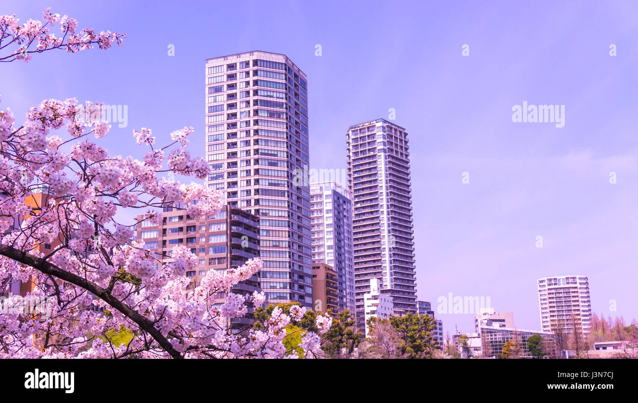 Blooming Sakura au printemps à Tokyo Ueno Park Banque D'Images