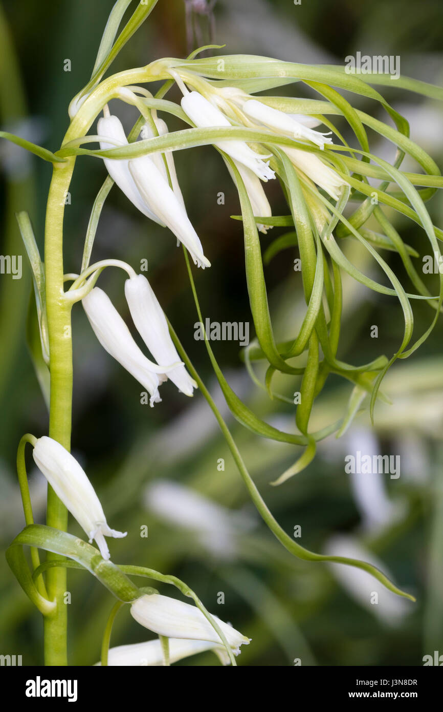 Bracteate blanc rare forme de l'uk Bluebell indigènes, Hyacinthoides non-scriptus, a des feuilles de plus en plus la tige florale Banque D'Images