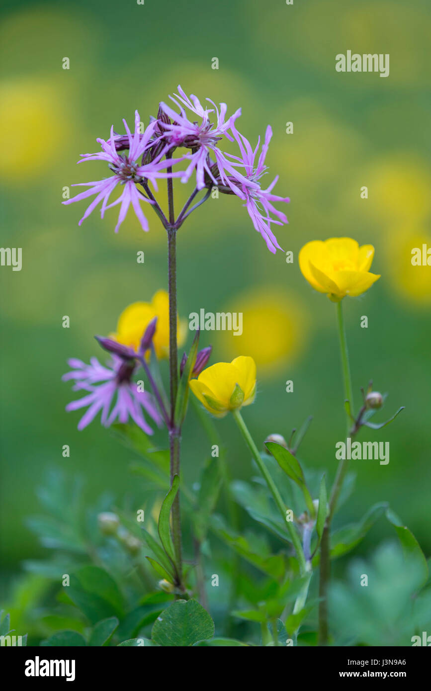 Und Hahnenfuss Kuckucks-Lichtnelke, Silene flos-cuculi, Banque D'Images