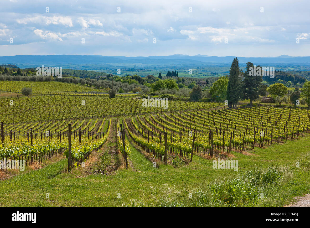Vignoble, vigne, vignes, Chianti, Toscane, Italie, Europe Banque D'Images
