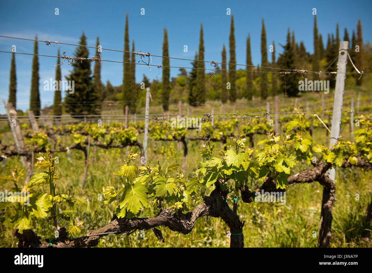 Méditerranée et vigne cypress, Toscane, Italie, Europe, Cupressus sempervirens, Banque D'Images